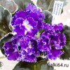 НД-Квазар (Данилова-Суворова)