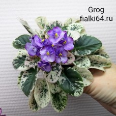 Grog (H.Pittman)