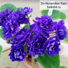 Dn-November Rain