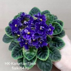 НК-Капитан Грей (Козак)