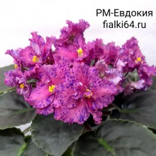 РМ-Евдокия
