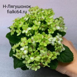 Н-Лягушонок