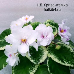 НД-Хризантемка