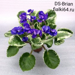 DS-Brian (Dimetris)