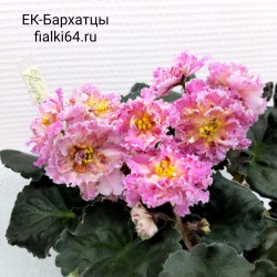 ЕК-Бархатцы (Коршунова)  