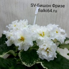SV-Бишон Фризе (Суворова)