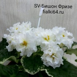 SV-Бишон Фризе (Суворова)