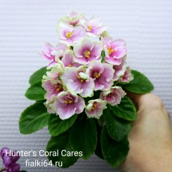 Hunter's Coral Caress (Muzalewski)