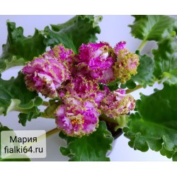 Мария (Дадоян)