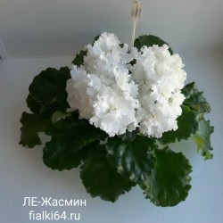 ЛЕ-Жасмин (Лебецкая)
