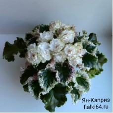 Ян-Каприз