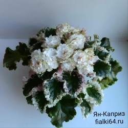 Ян-Каприз