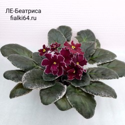 ЛЕ-Беатриса (Лебецкая)