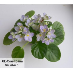 ЛЕ-Сон-Трава (Лебецкая)