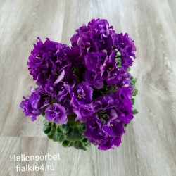 Hallensorbet  