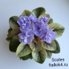 Scales (Лебецкая)