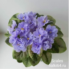 Scales (Лебецкая)
