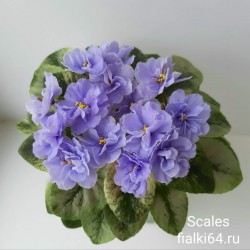 Scales (Лебецкая)