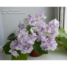 Кармен (Прилуцкая)