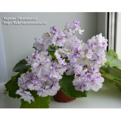 Кармен (Прилуцкая)